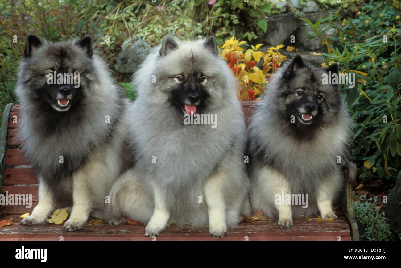 Portrait of Keeshond Stock Photo Alamy