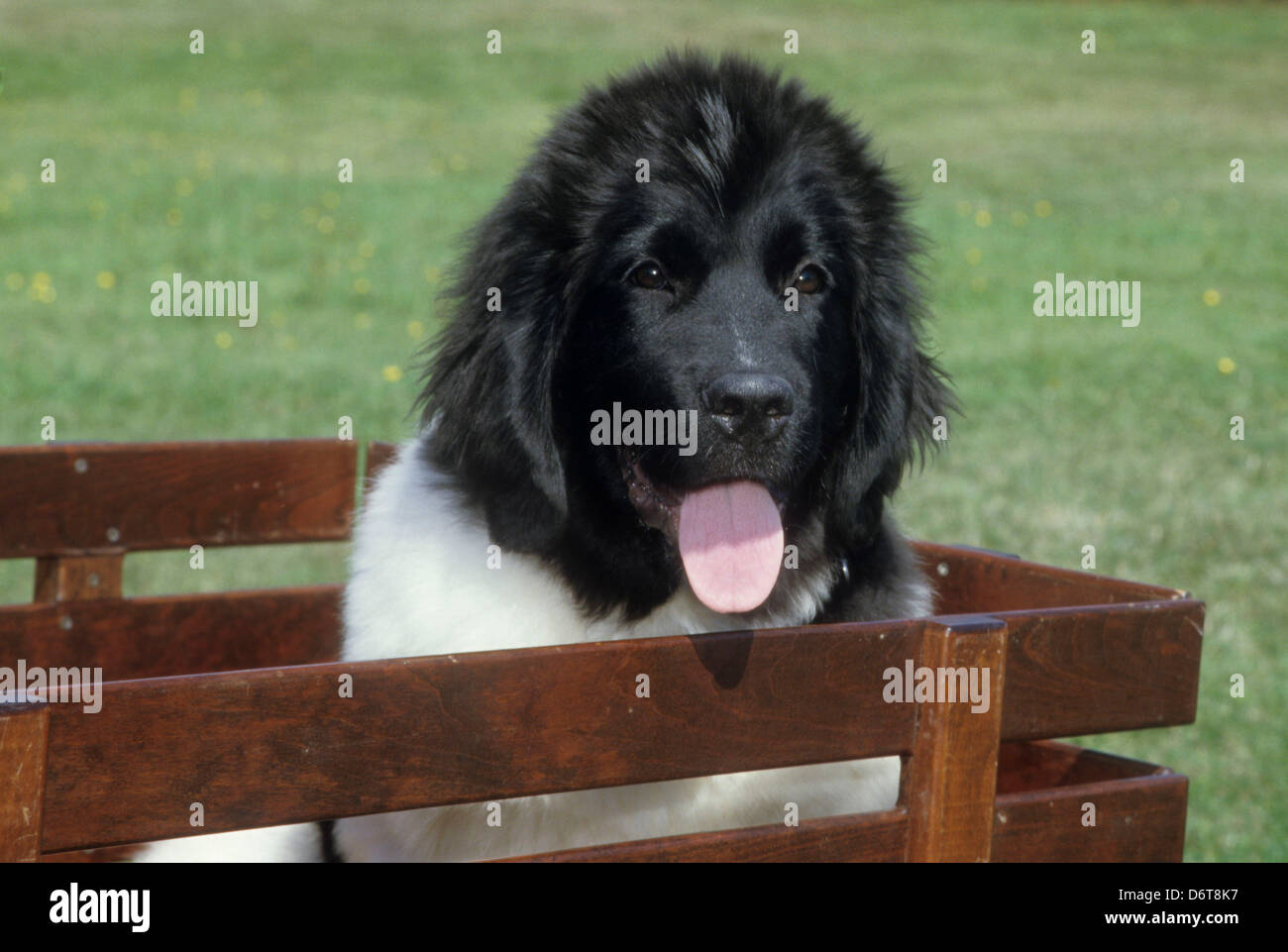 Newfoundland in crate Stock Photo Alamy