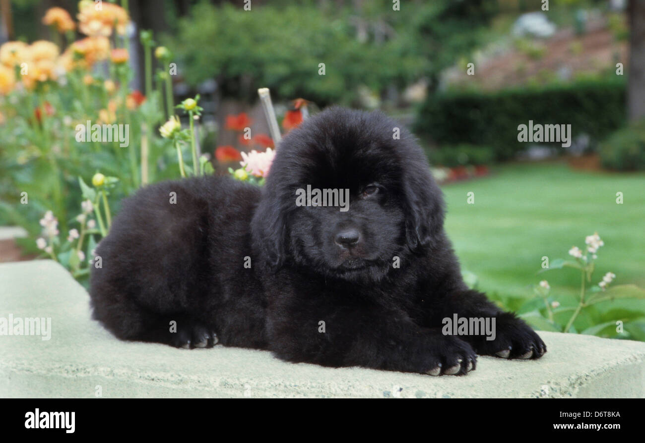 Newfoundland puppy Stock Photo