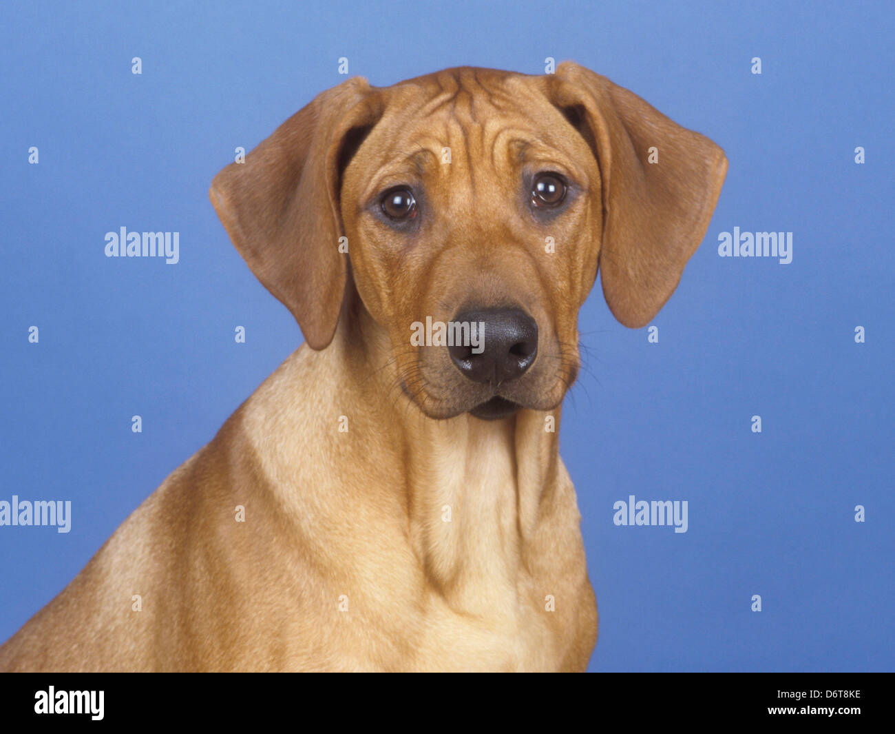 Roundishionh Ridgeback Head shot rhodesian ridgeback hi-res stock photography and images - Alamy