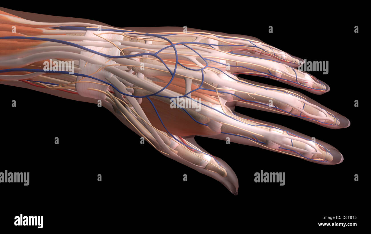 Female thumb, fingers and wrist anatomy, back, posterior detailed view, full color on black background Stock Photo