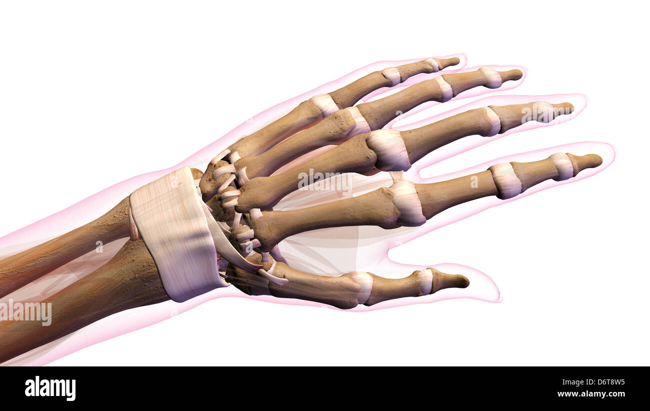 Female Bones Of Hand Wrist Thumb And Fingers Anatomy Back Posterior View Full Color On White Background Stock Photo Alamy