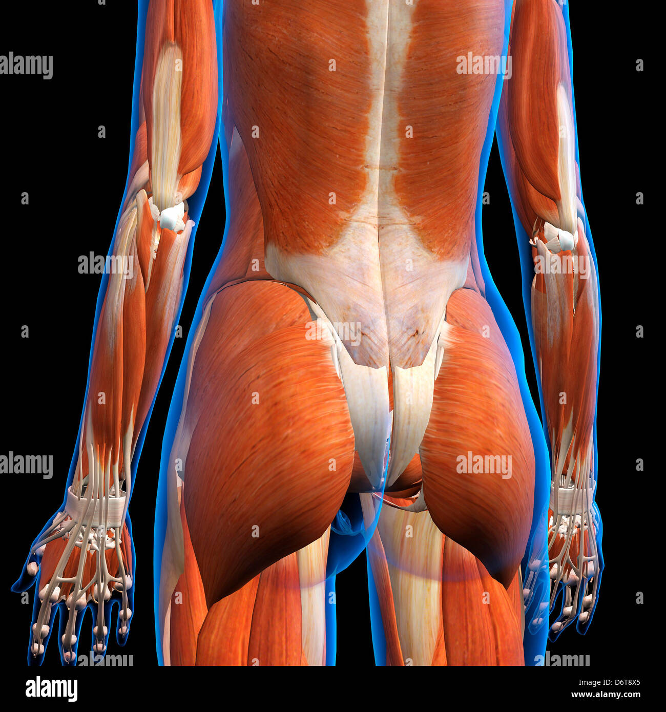 Female lower back muscles anatomy in blue X-Ray outline Full Color