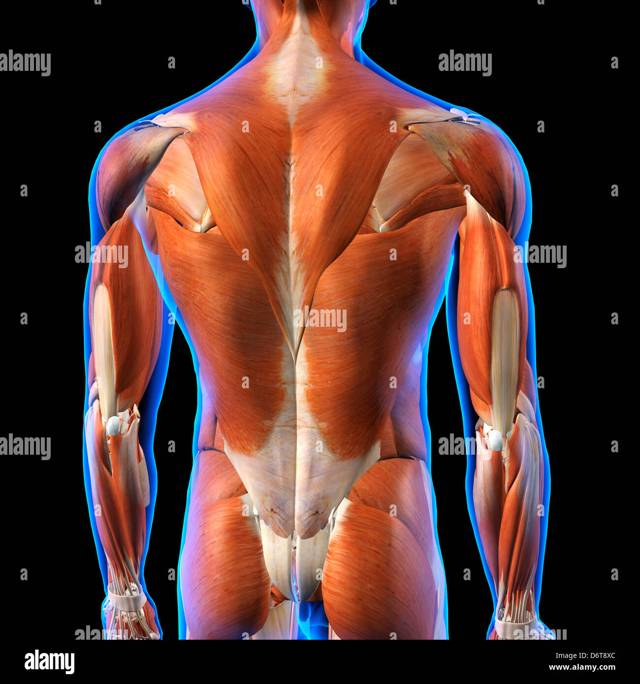 Muscle Of The Back Anatomy Back Muscles Anatomy Drawing Anatomical
