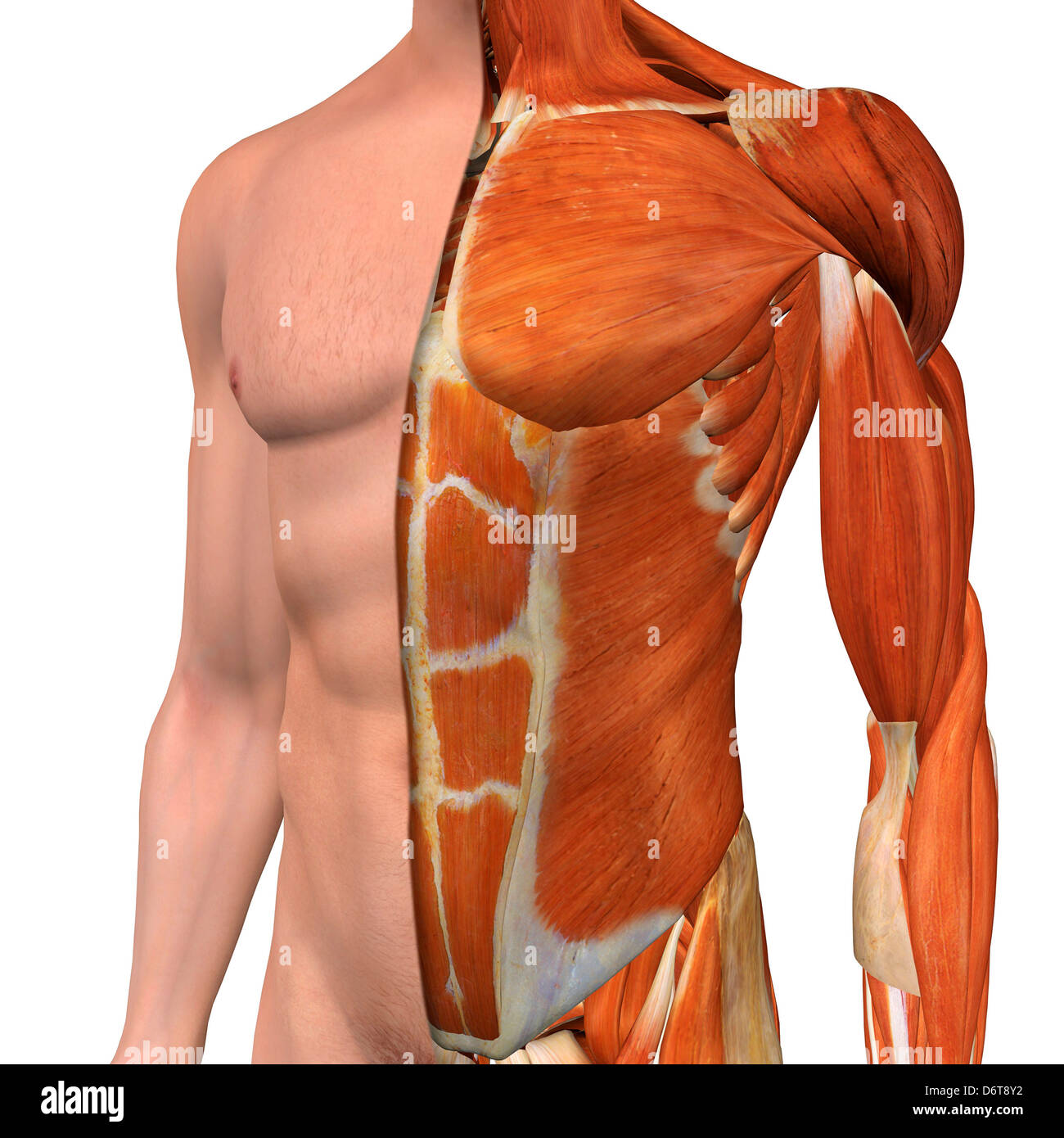 Chest Muscles Anatomy Anatomy Drawing Diagram