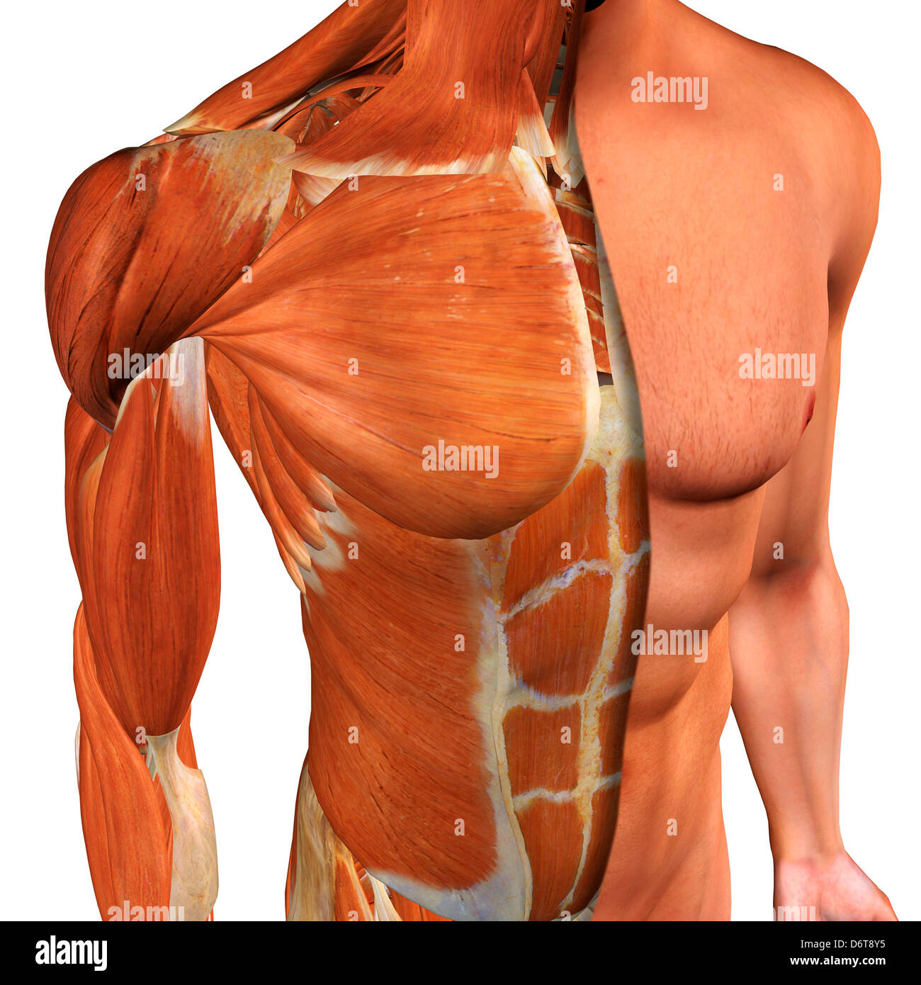 Cross-section anatomy of male chest, abdomen and groin muscles Stock Photo  - Alamy