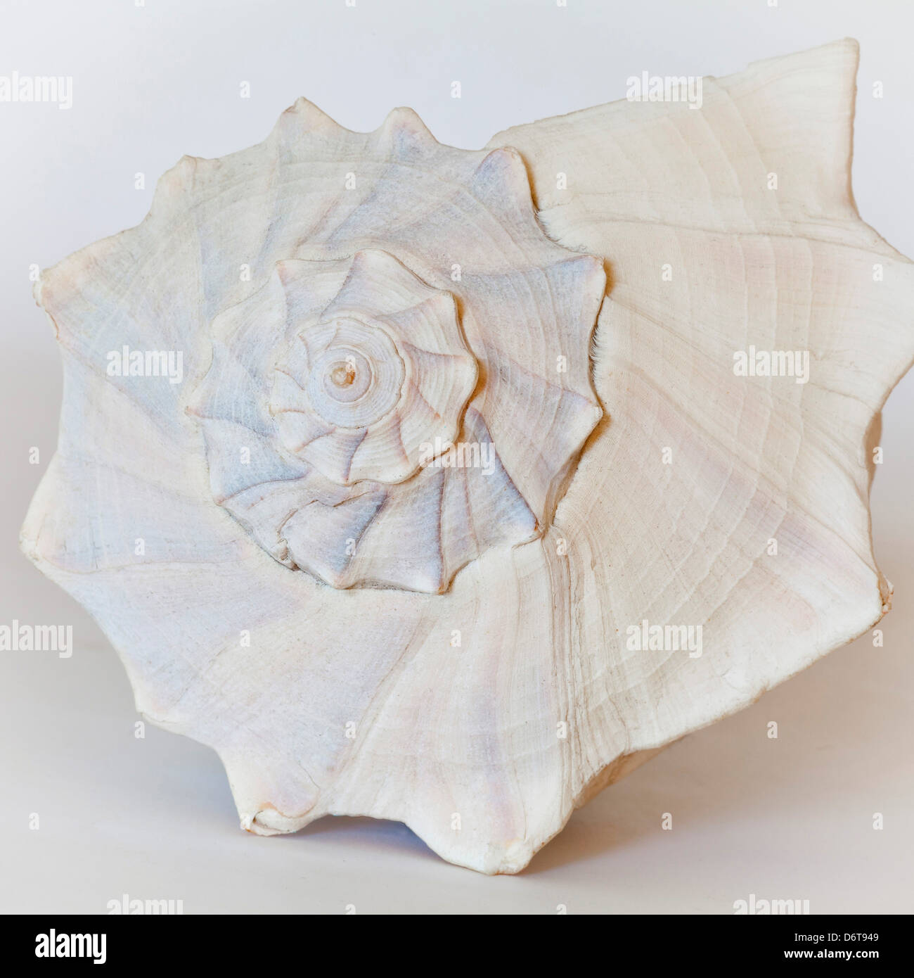 Studio sea shell hi-res stock photography and images - Alamy
