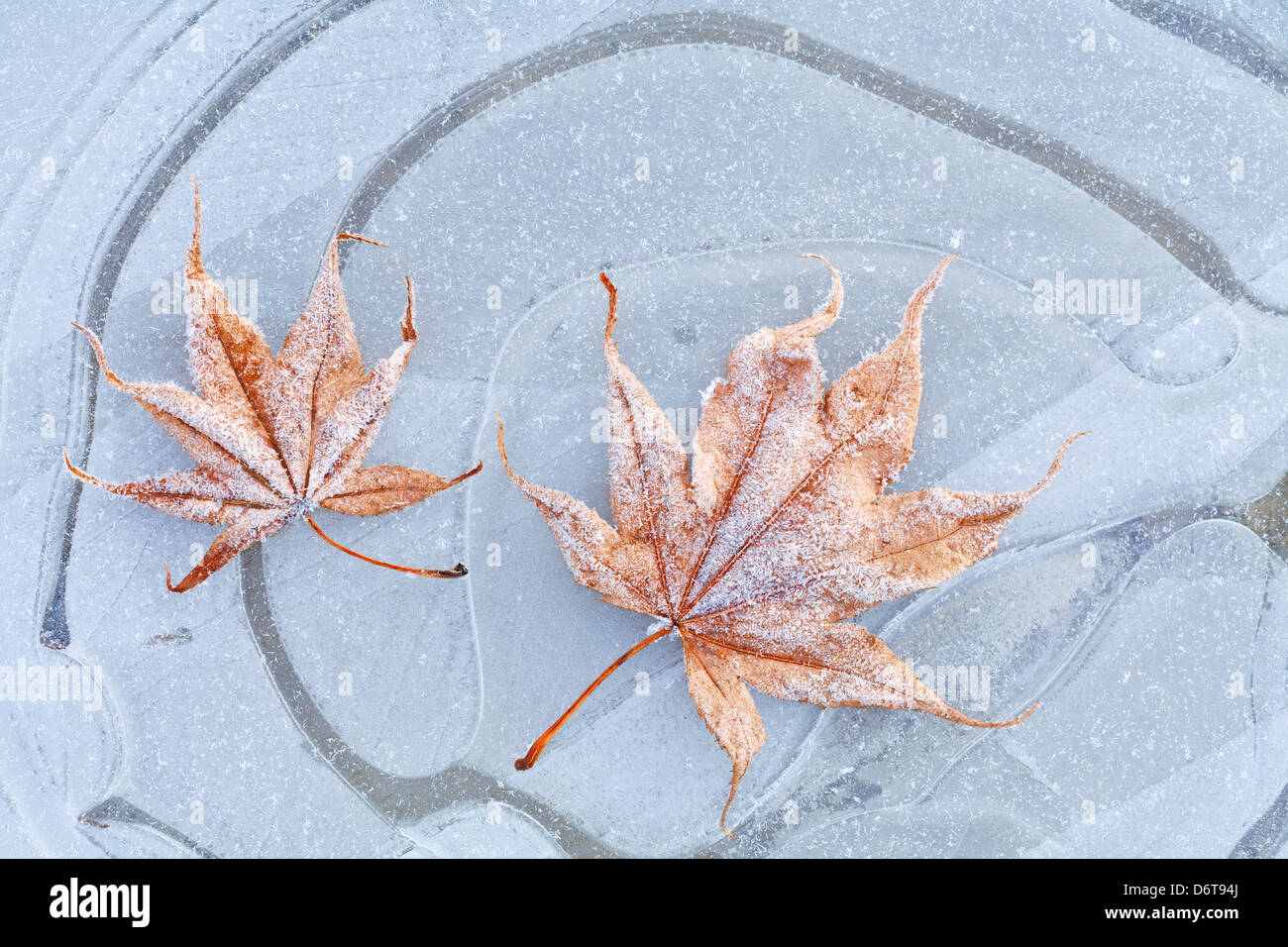 Frosty leaf on ice Stock Photo - Alamy