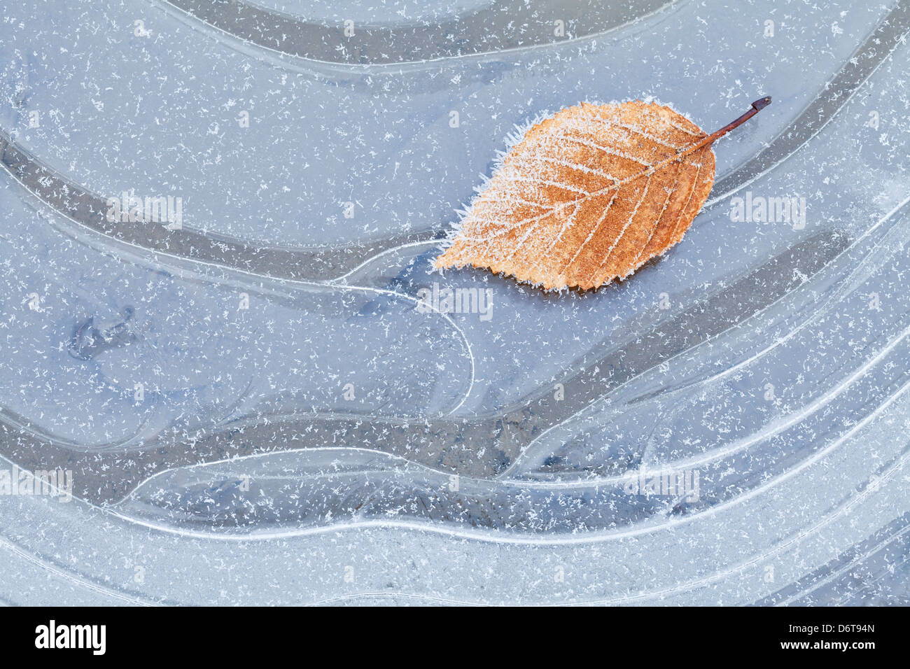 Frosty leaf on ice Stock Photo - Alamy