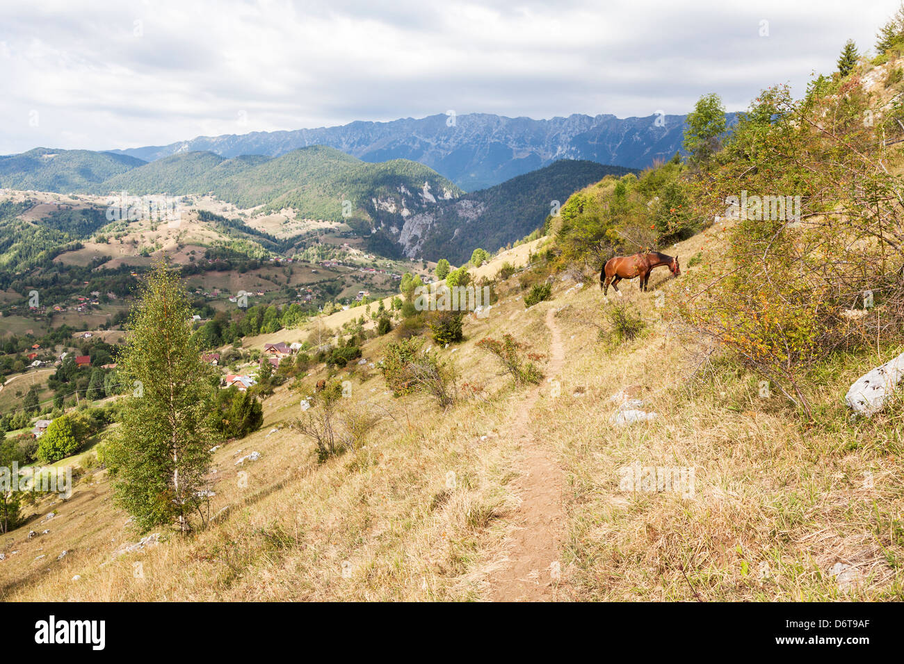 Carpathian Mountains, Romania - Piatra Craiului Mountains near Magura, Bran and Brasov - herder's chestnut horse grazing Stock Photo