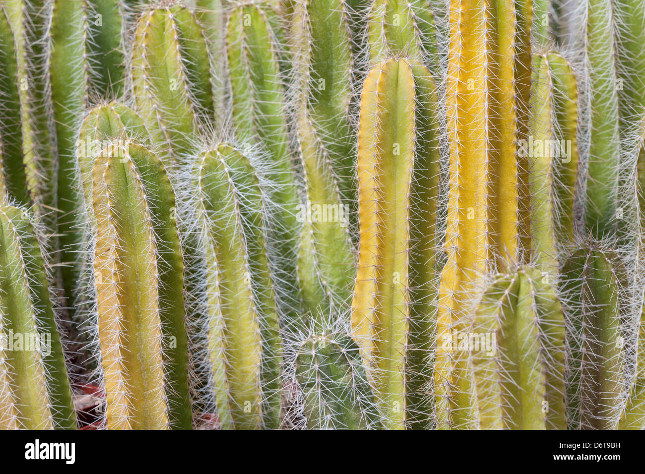 USA, Arizona, Tucson, Cactus at Bach's Cactus Nursery Stock Photo Alamy