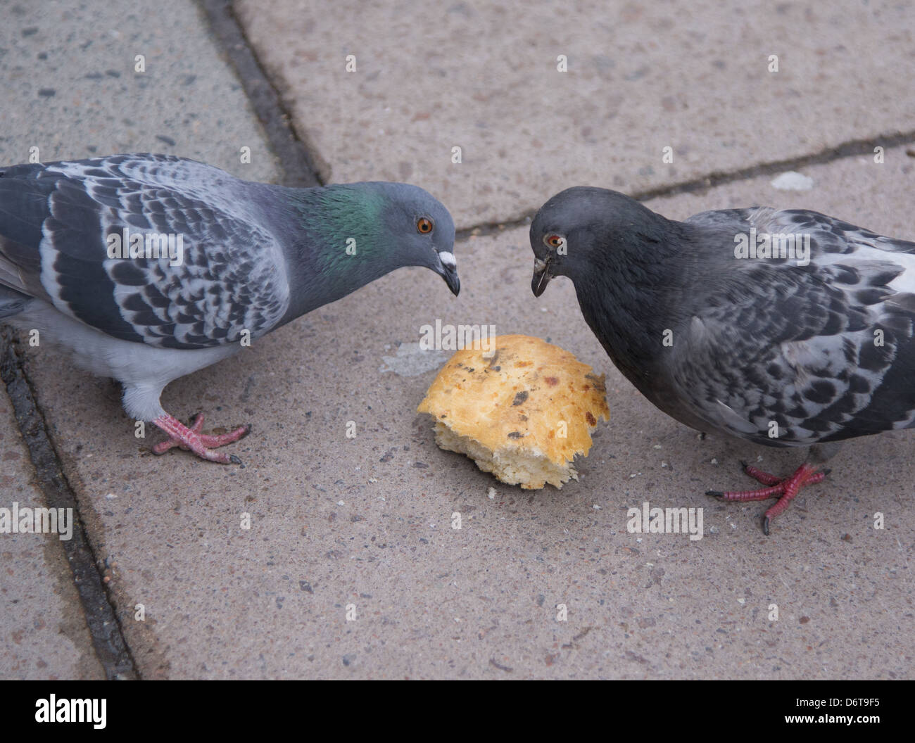 Feral Pigeon (Columba livia) two adults, feeding on bread, King's Cross, Islington, Inner London, England, March Stock Photo