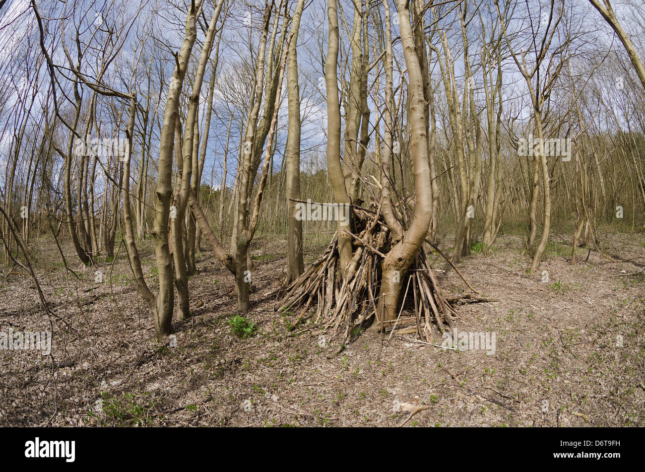 secret dwelling house camp of homeless person in middle of ash woodland off the beaten track in leafless period hence exposed Stock Photo