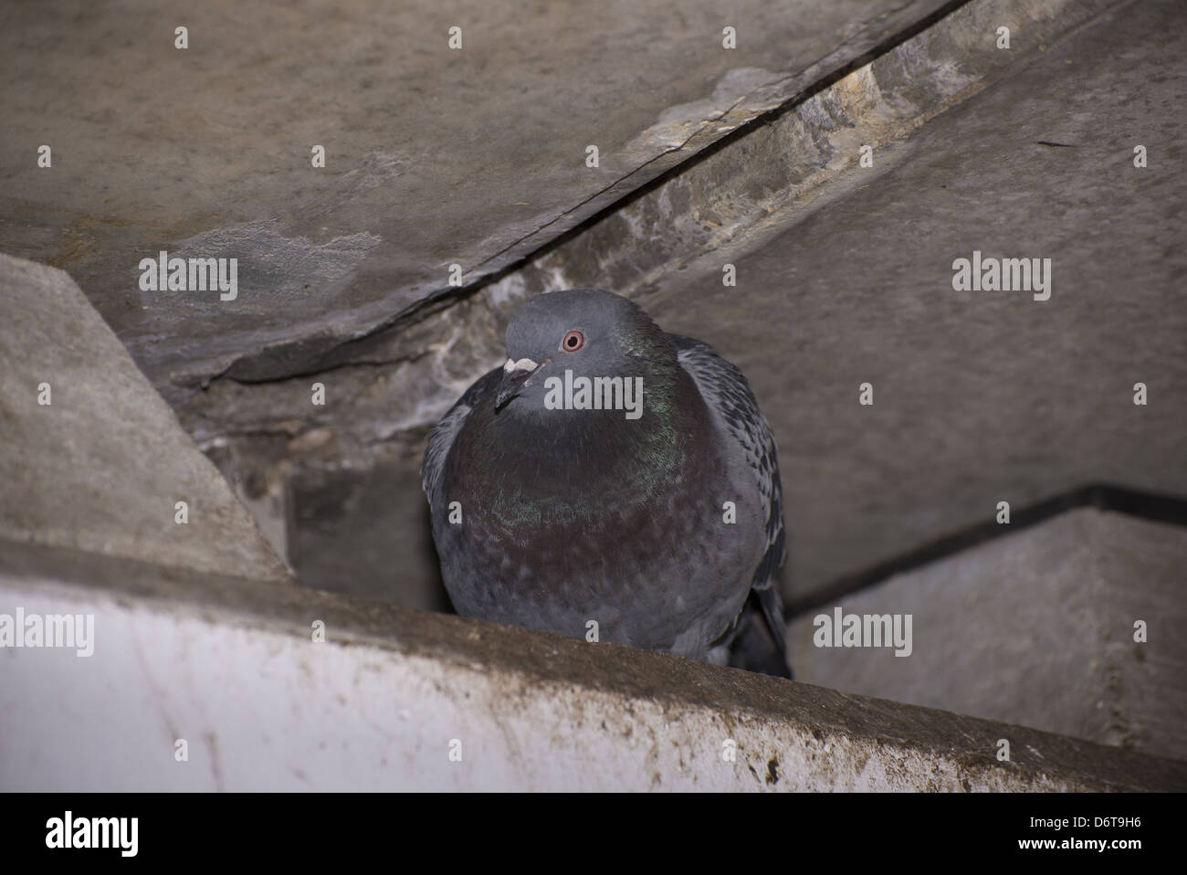 Feral Pigeon (Columba livia) adult, roosting under bridge, Regent's Canal, Islington, Inner London, England, March Stock Photo