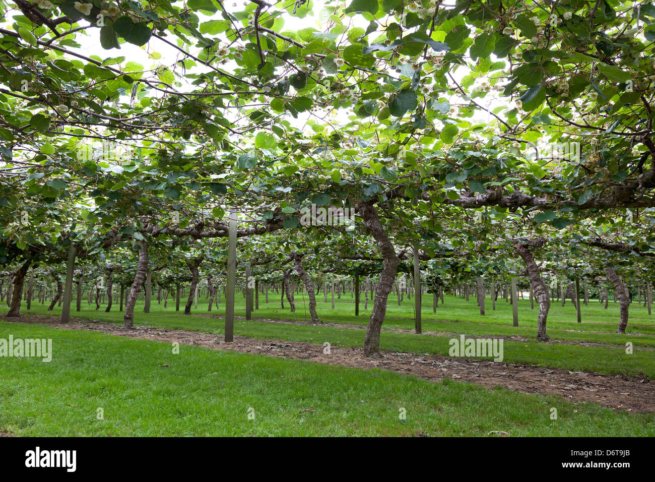 Orchards in Kiwifruit country in te Puke, New Zealand, in early spring Stock Photo