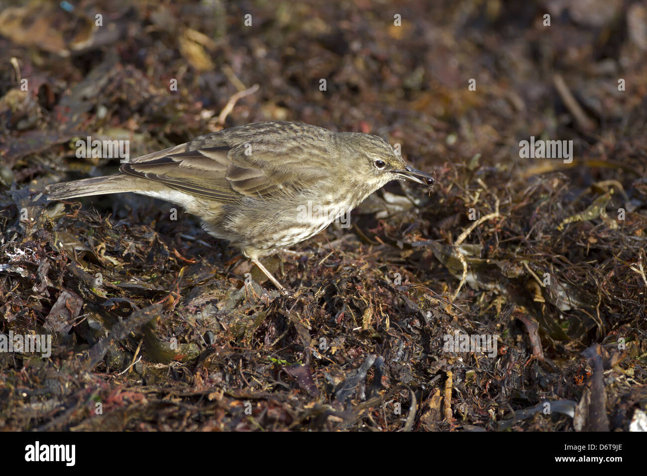 Rock Pipit (Anthus petrosus) adult, feeding on insect, foraging on beach strandline, Northern Ireland, February Stock Photo
