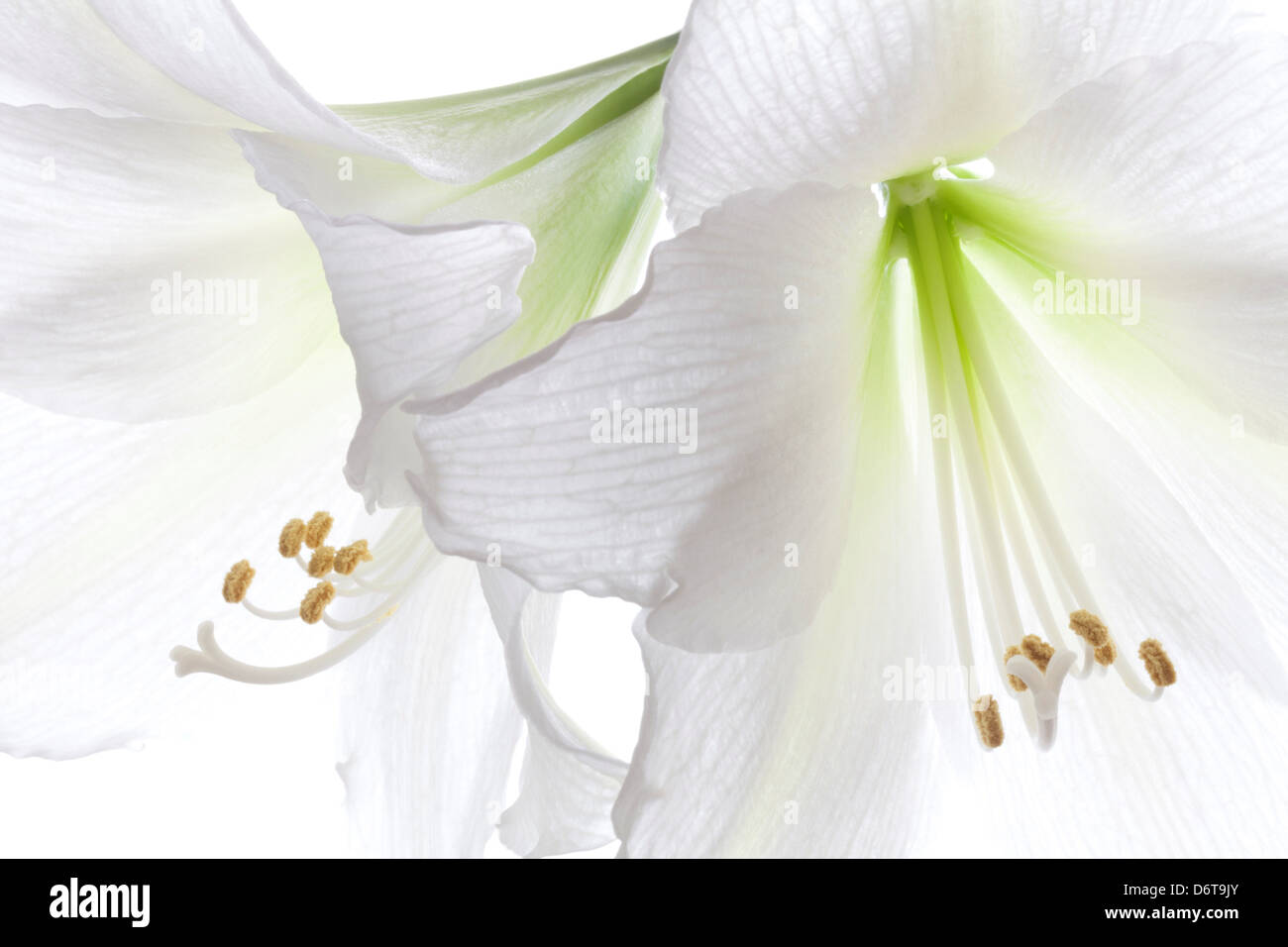 Amaryllis blanc hi-res stock photography and images - Alamy