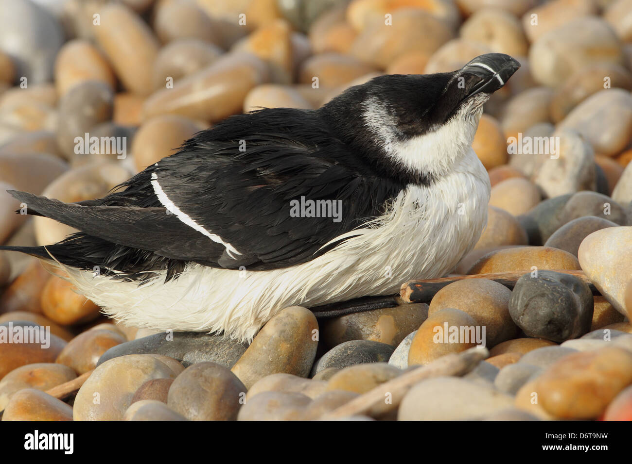 Razorbill Alca torda adult winter plumage washed ashore after ...