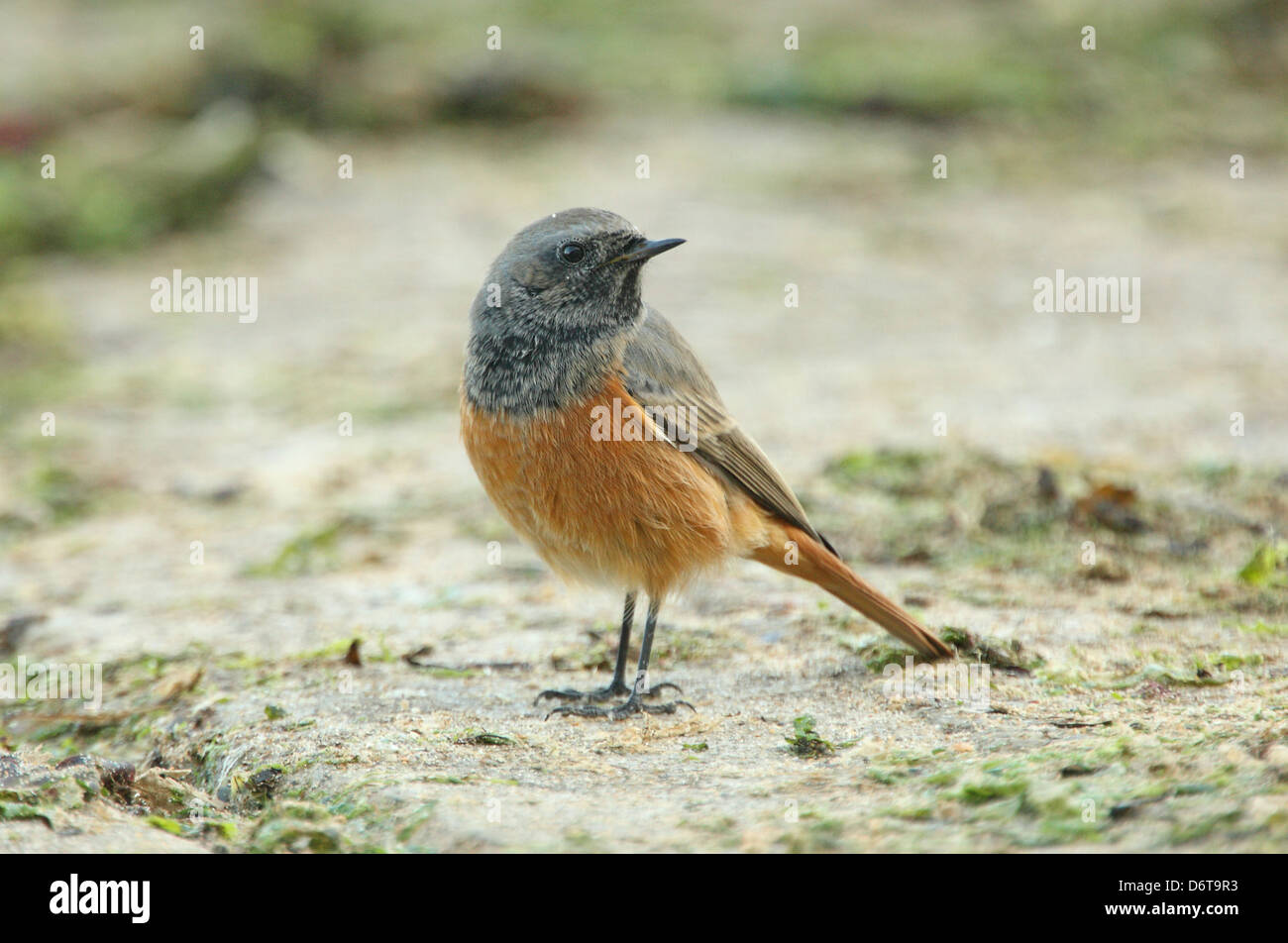 Eastern Black Redstart Phoenicurus ochruros phoenicuroides immature ...