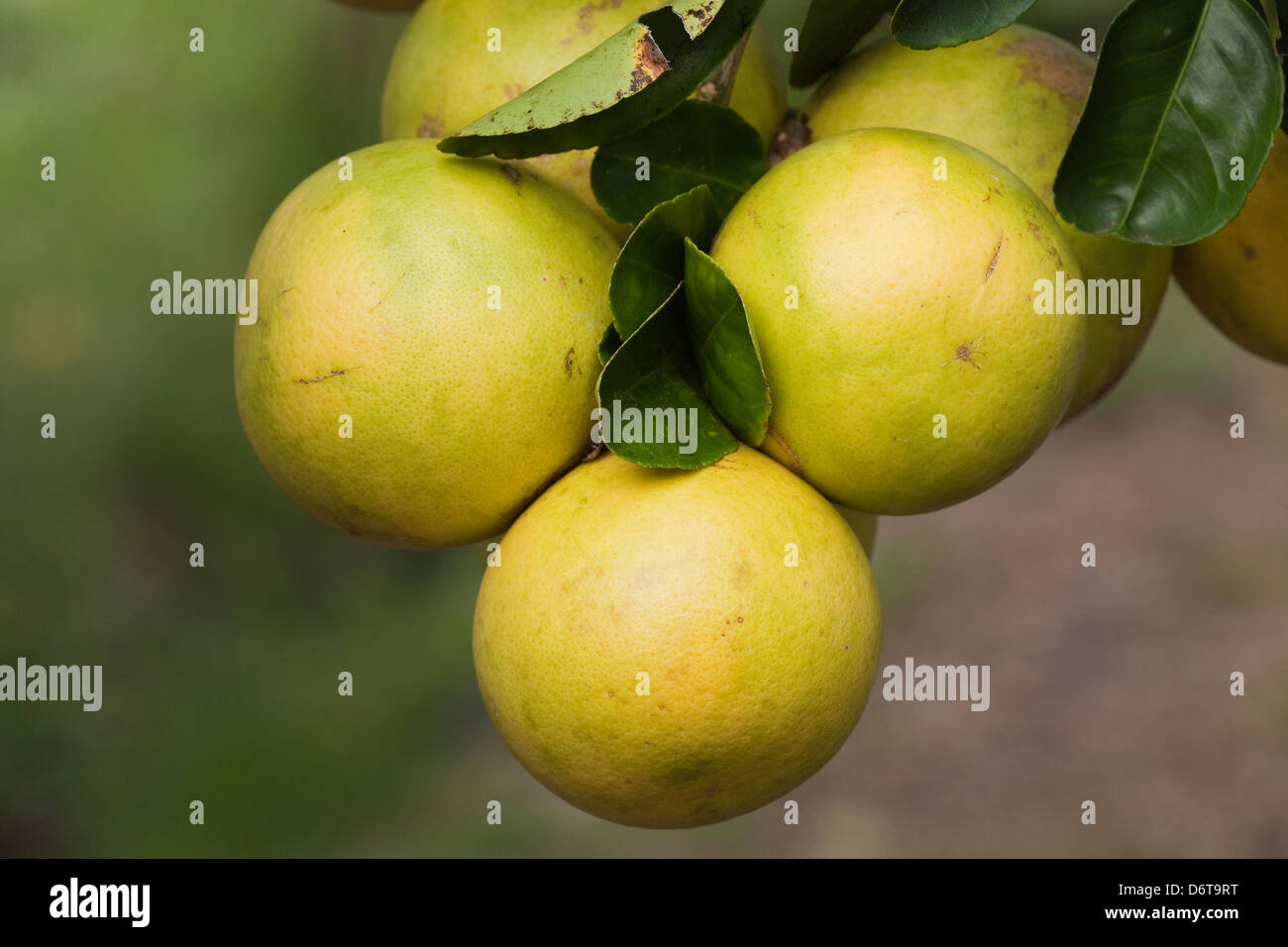 Grapefruit (Citrus X paradis). Cluster of fruits ripening on a tree