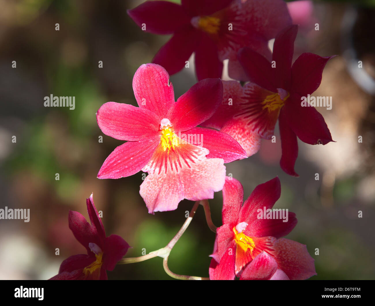 Red Oncidium orchid - Oncidiinae Stock Photo