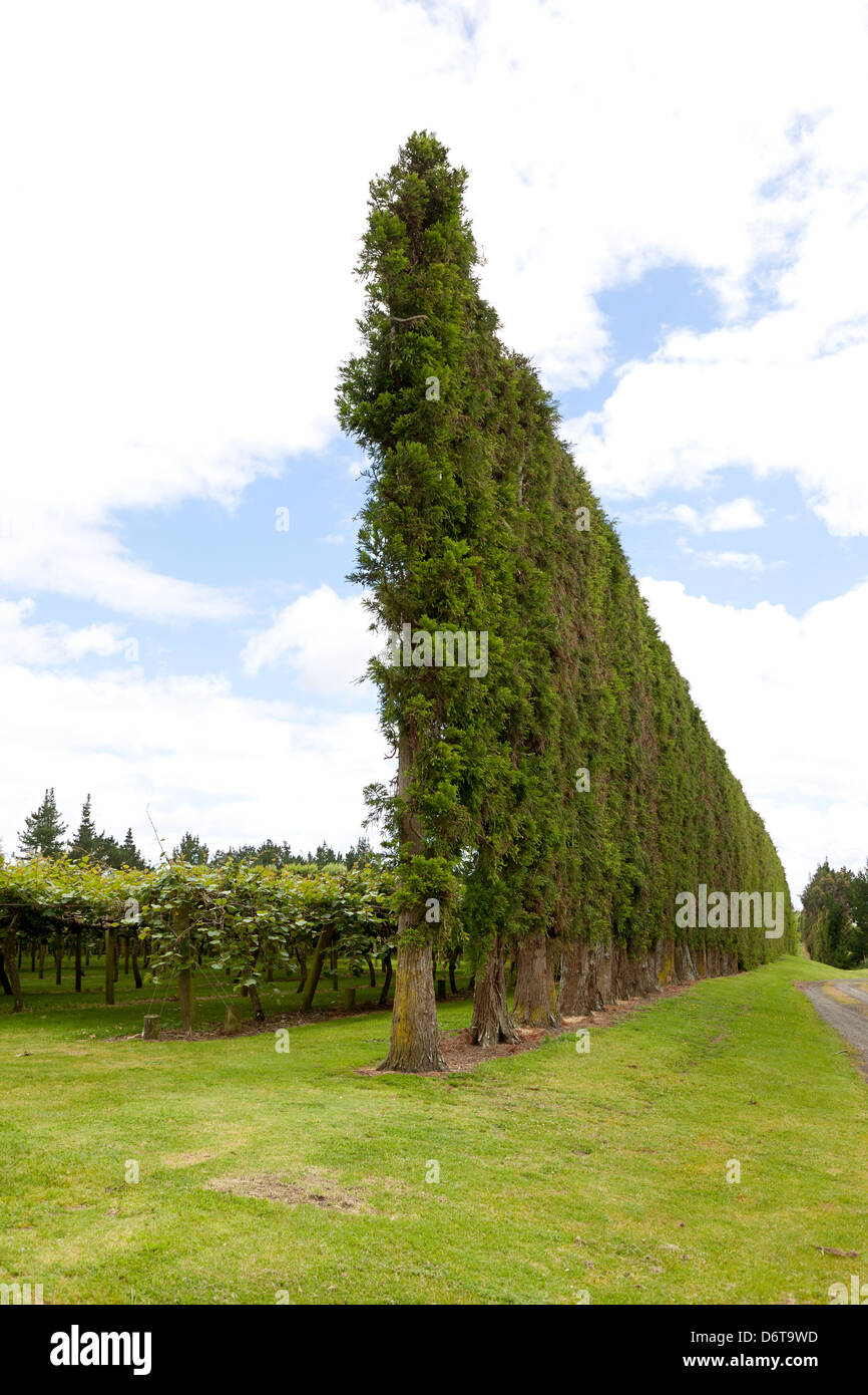 Trees as a windshield in Kiwifruit country in te Puke, New Zealand Stock Photo