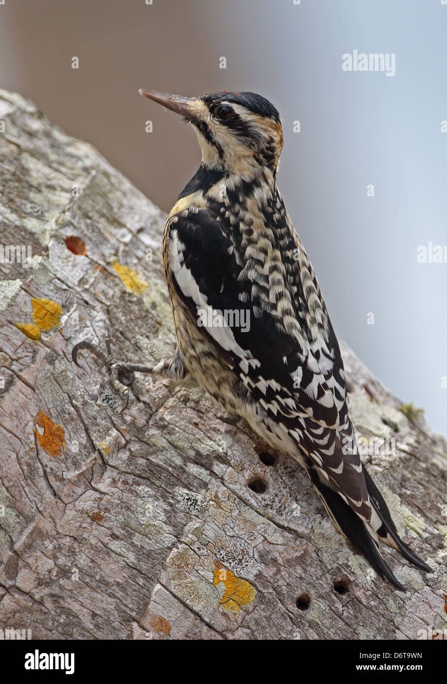 Yellow-bellied Sapsucker Sphyrapicus varius immature clinging palm tree trunk sap wells Zapata Peninsula Matanzas Province Cuba Stock Photo