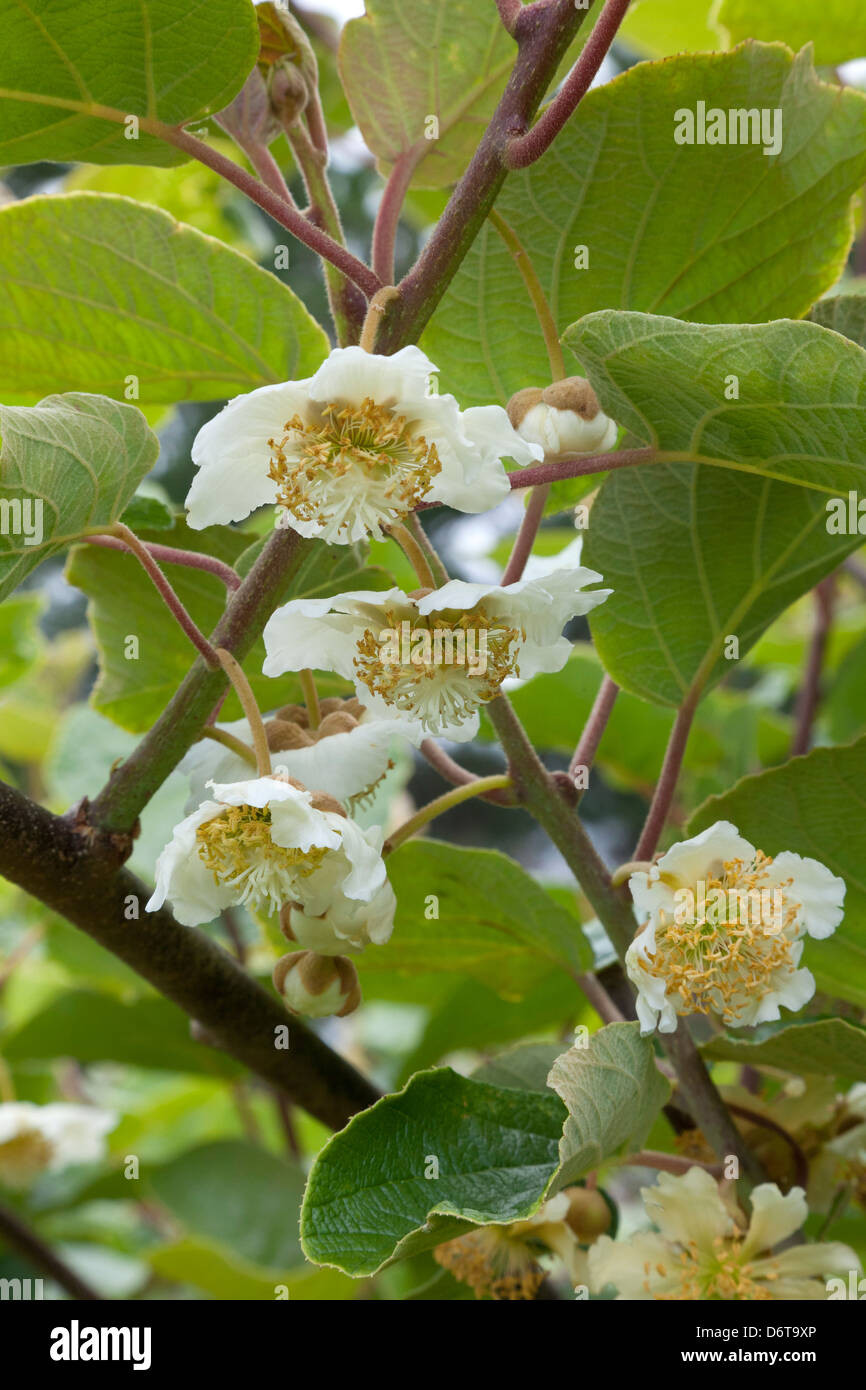 Blossom of Kiwi fruit, New Zealand Stock Photo