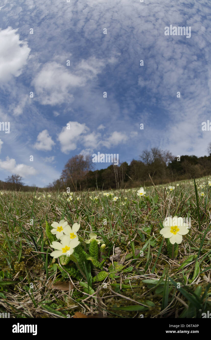 Common English Primrose springtime bloom wildflower on sunny blue skies ...