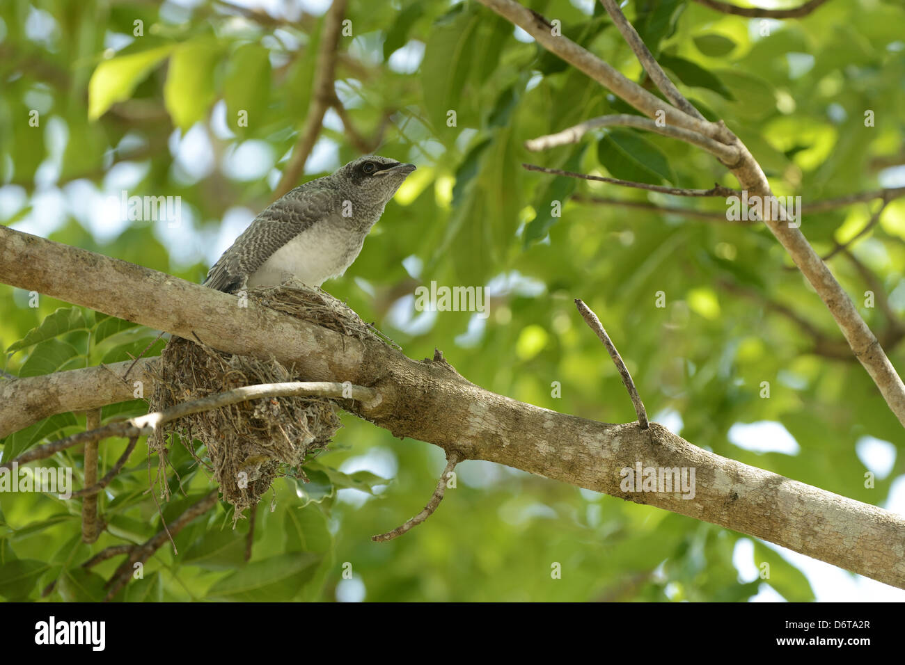 Black-faced Cuckoo-shrike Coracina novaehollandiae chick sitting nest on branch fledgling about leave Queensland Australia Stock Photo