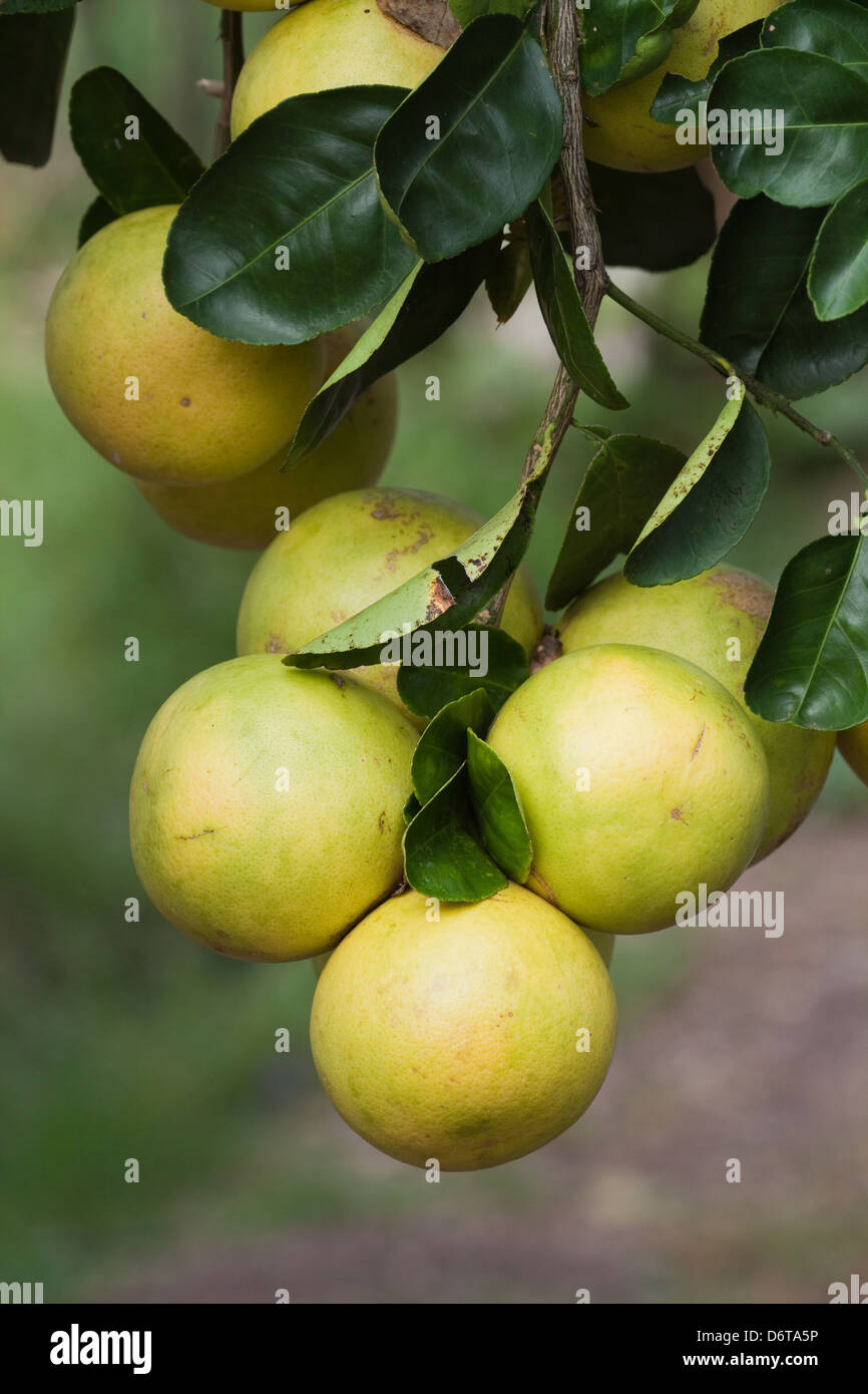 Grapefruit (Citrus X paradis). Cluster of fruits ripening on a tree