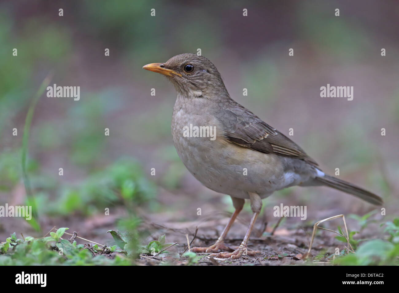 African Thrush (Turdus pelios chiguancoides) adult, standing on ground, Gambia, January Stock Photo