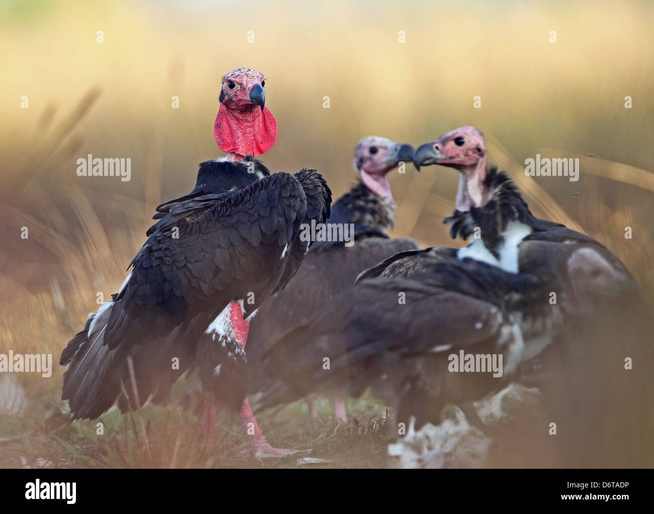 Red-headed Vulture Sarcogyps calvus adult three sub-adults standing on ground Veal Krous 'vulture restaurant' Cambodia January Stock Photo