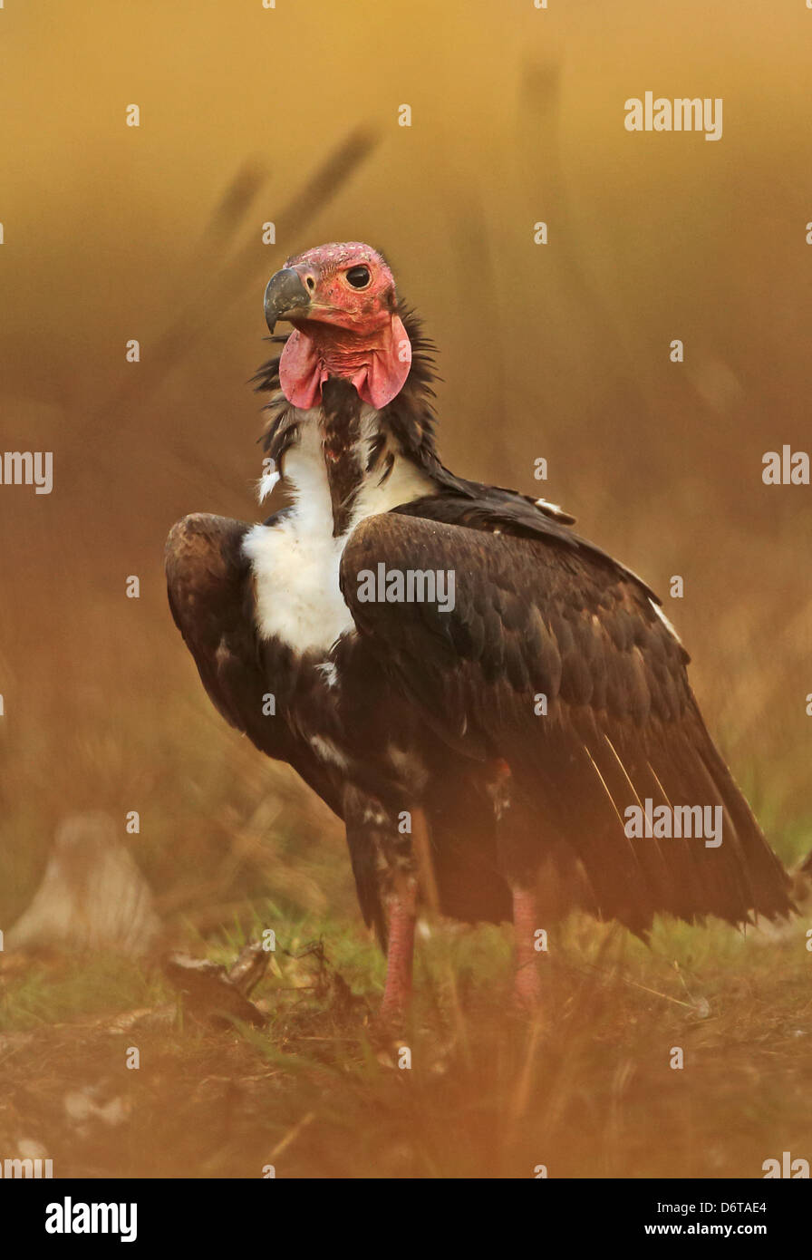 Red-headed Vulture (Sarcogyps calvus) adult, standing on ground, Veal Krous 'vulture restaurant', Cambodia, January Stock Photo