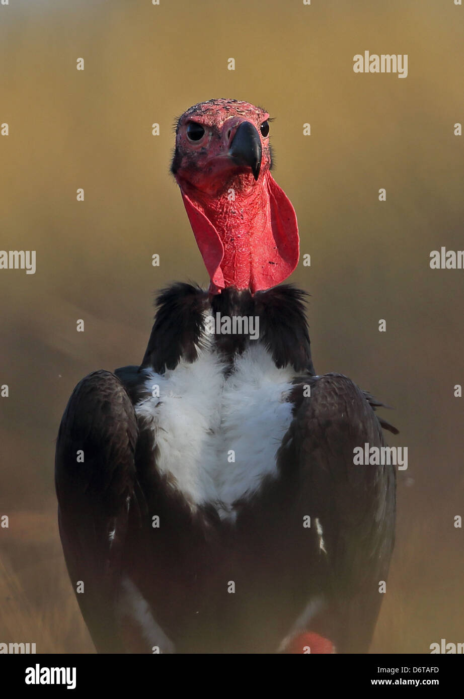 Red-headed Vulture (Sarcogyps calvus) adult, close-up of head and chest, Veal Krous 'vulture restaurant', Cambodia, January Stock Photo