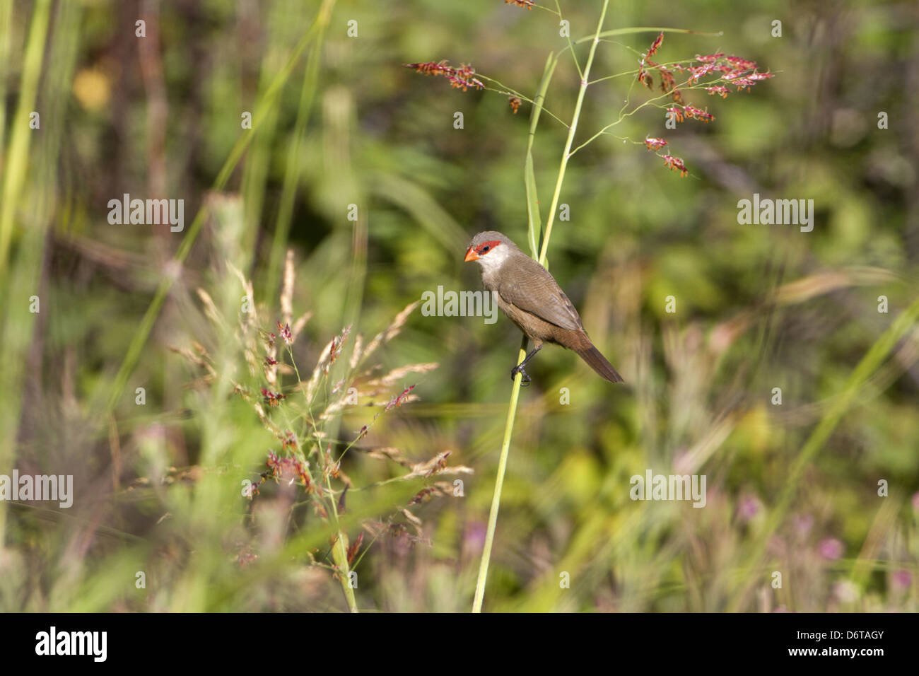 Common Waxbill (Estrilda astrild) introduced species, adult, perched on stem, Extremadura, Spain, September Stock Photo