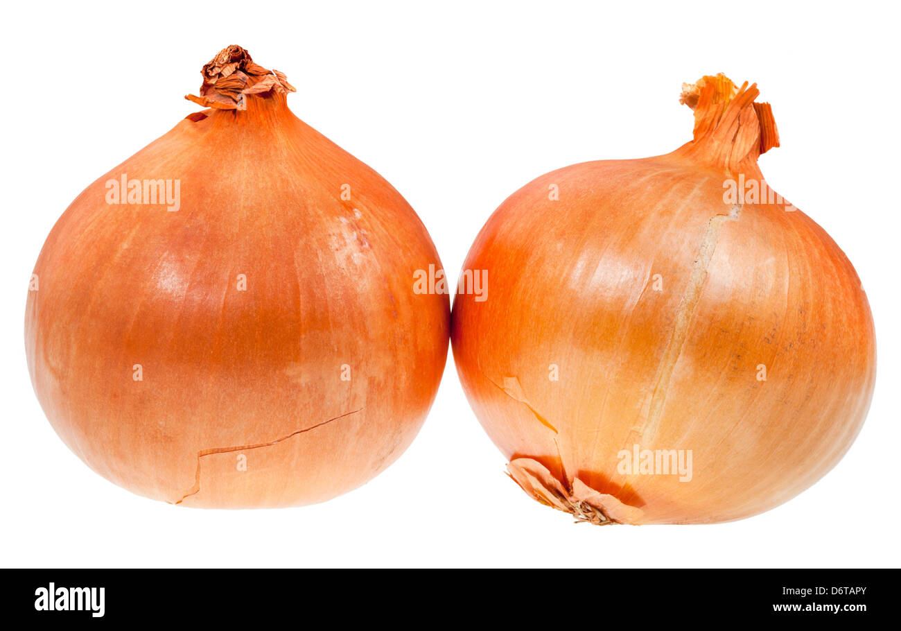 лук титан f1. сырой репчатый лук. лук репчатый. лук репчатый. лук репчатый.