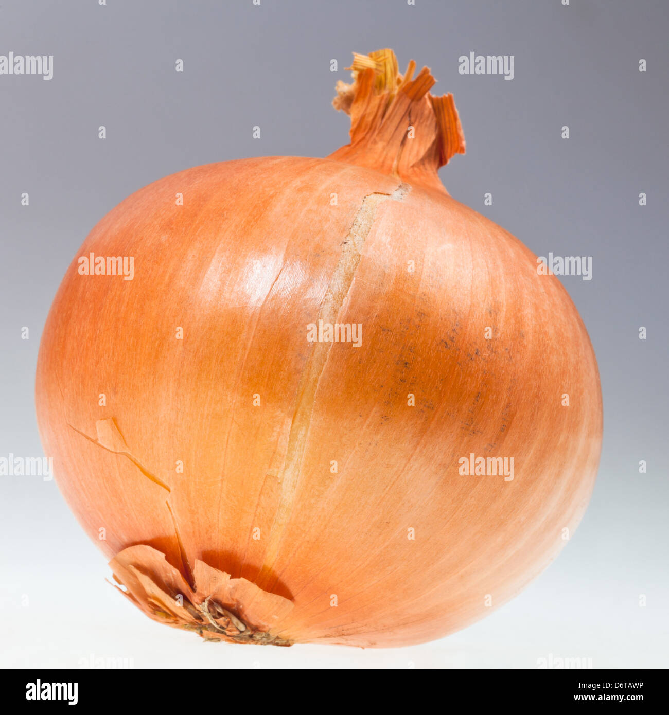 Common onion hi-res stock photography and images - Alamy