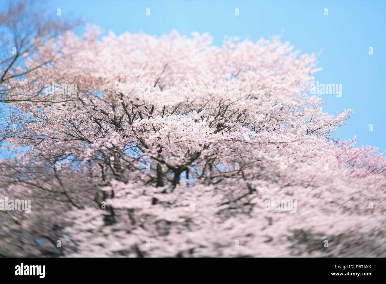 Cherry blossoms and blue sky Stock Photo - Alamy