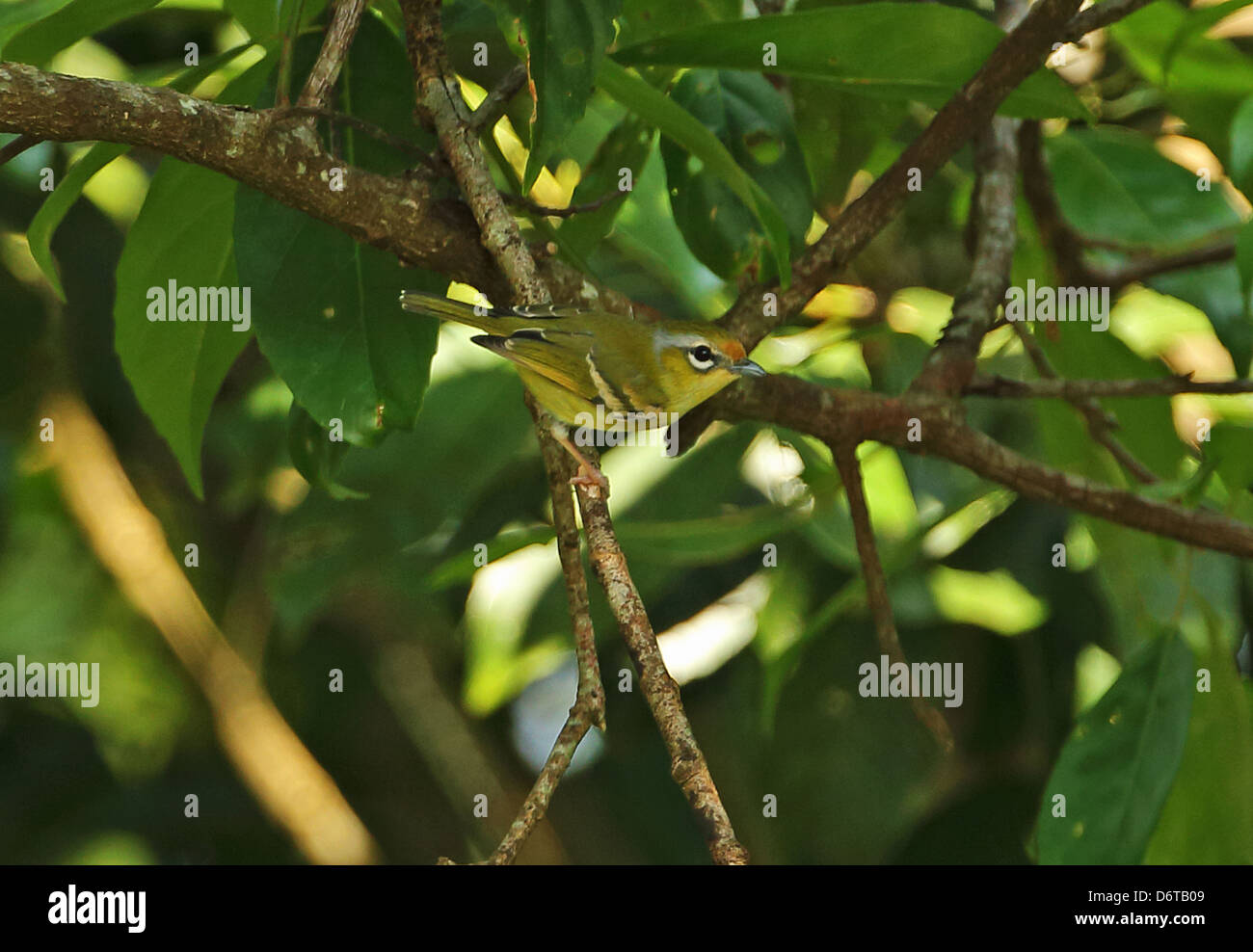 Chestnut-fronted Shrike-babbler Pteruthius aenobarbus indochinensis adult female perched on twig Dakdam Highland Cambodia Stock Photo