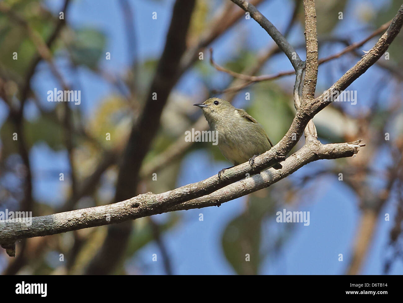 Plain Flowerpecker (Dicaeum concolor olivaceum) adult, perched on branch, Dakdam Highland, Cambodia, January Stock Photo