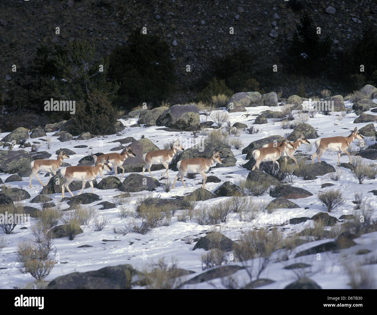 Pronghorn (Antilocapra americana) Herd in snowy Yellowstone landscape Stock Photo