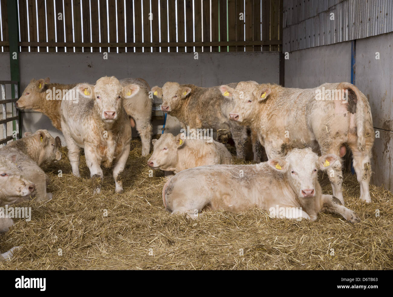 Domestic Cattle, Charolais young bulls, herd in straw yard, Malton