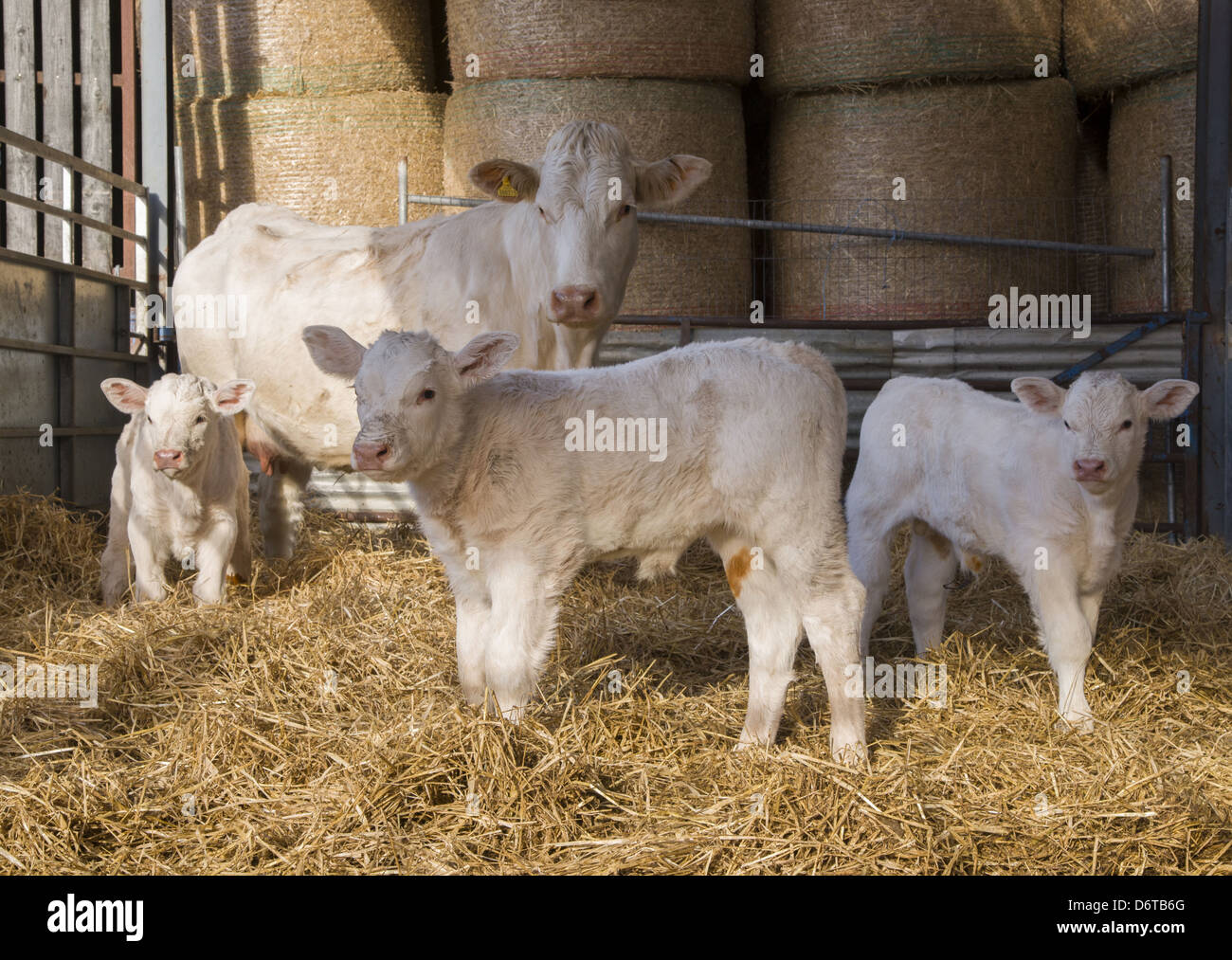 Domestic Cattle, Charolais cow and calves, standing in straw yard