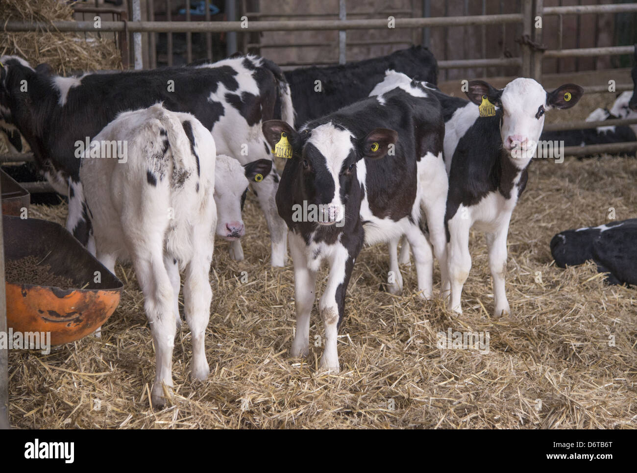 Domestic Cattle, Holstein calves, standing in straw yard, Mold