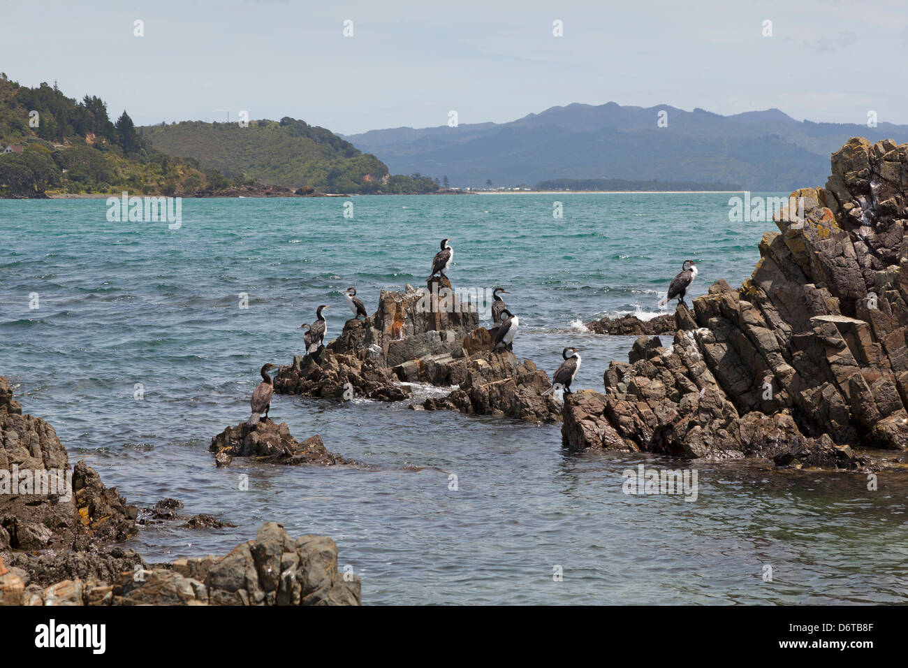 Cormorants at the rocks in Kuaotunu, Coromandel, New Zealand Stock Photo