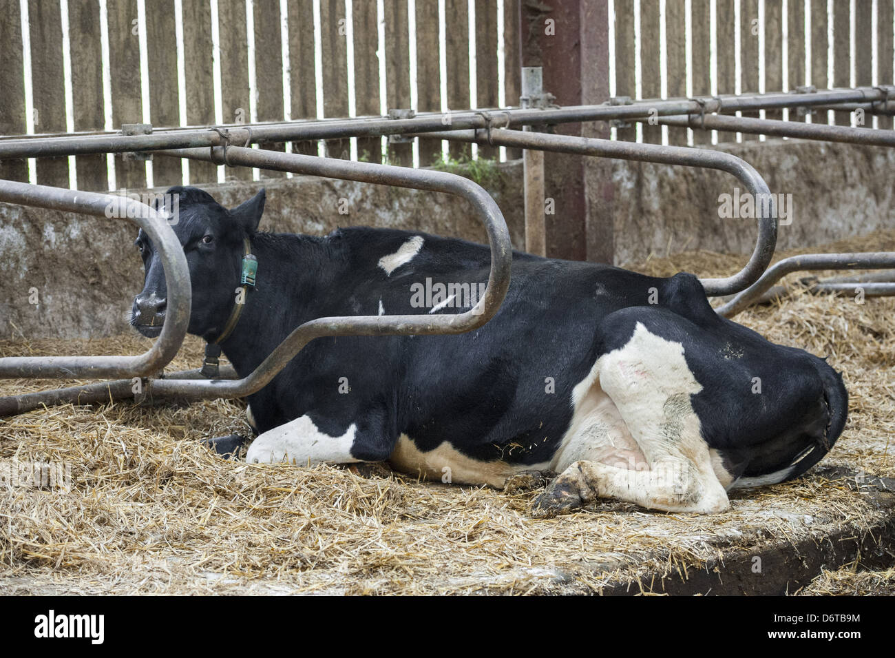 Domestic Cattle, Holstein dairy cow, laying on memory foam, latex