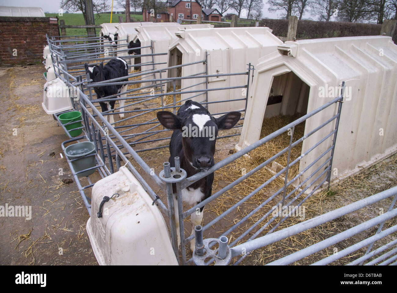 Domestic Cattle, Holstein dairy calves, standing in calf ...