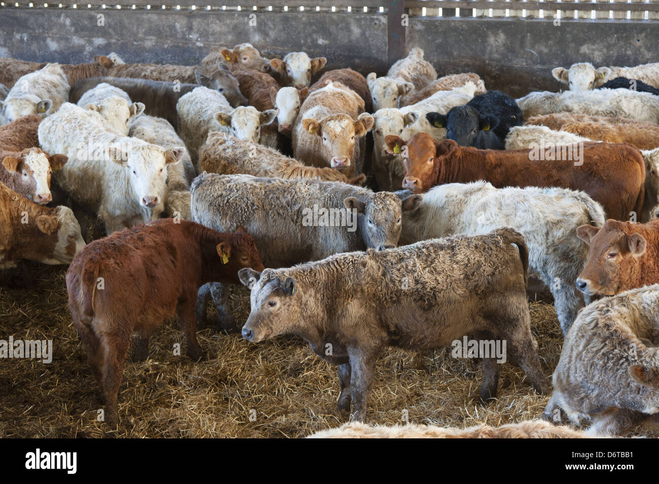 Domestic Cattle, mixed breeds of beef store cattle, herd in straw yard, Anglesey, North Wales, December Stock Photo