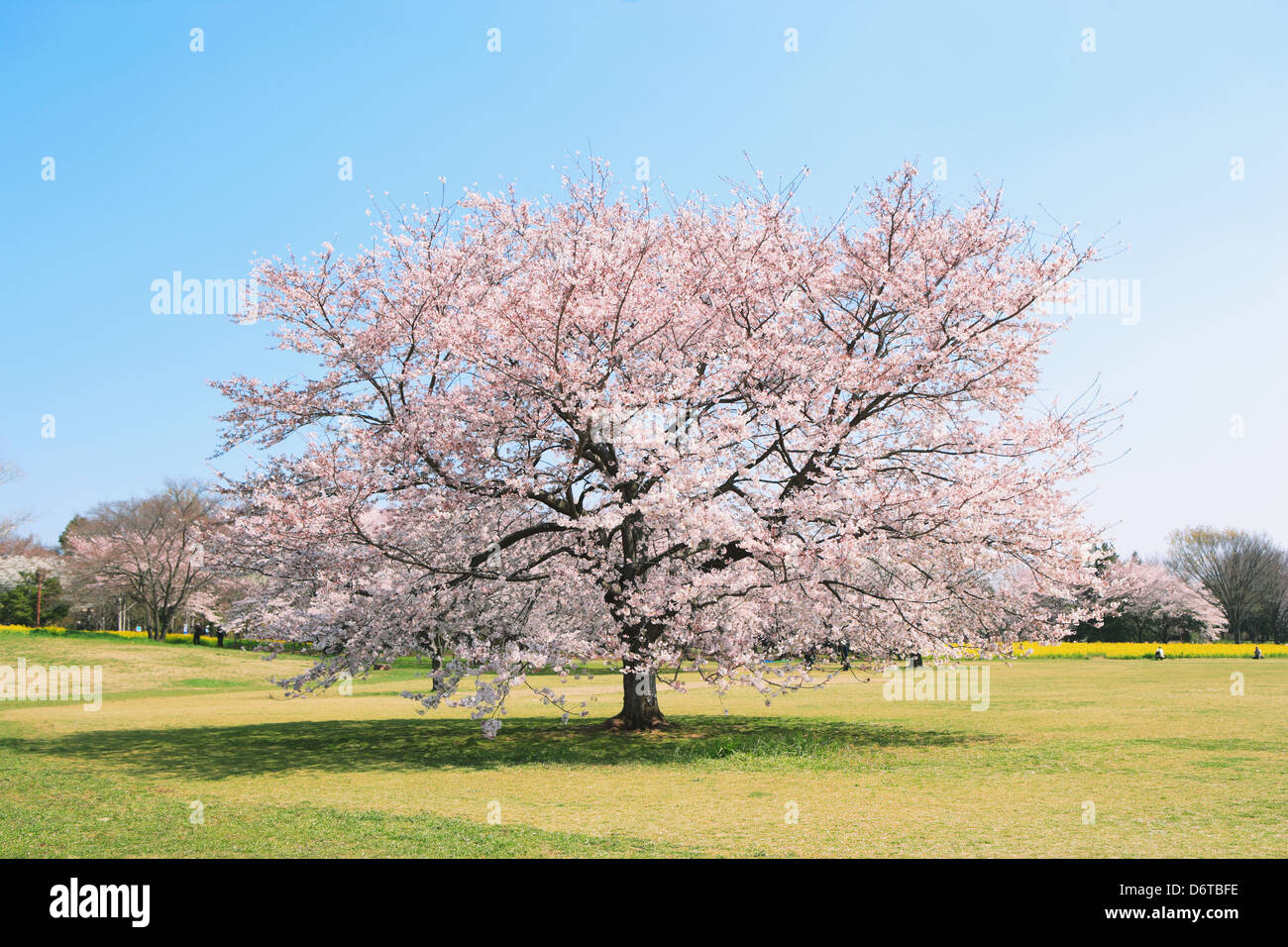Cherry tree lawn and blue sky Stock Photo - Alamy